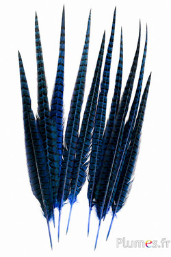 Feldfasan - 35-45 cm - blau